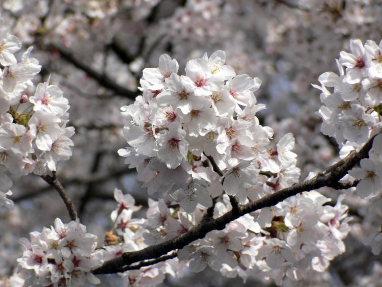 Free stock image of White cherry blossom flowers created by Jeremy Low