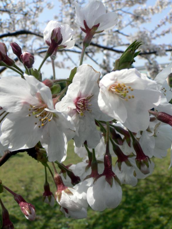 Free stock image of White cherry blossom flower closeup created by Jeremy Low