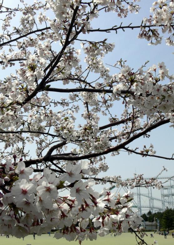 Free stock image of White cherry blossom flowers created by Jeremy Low