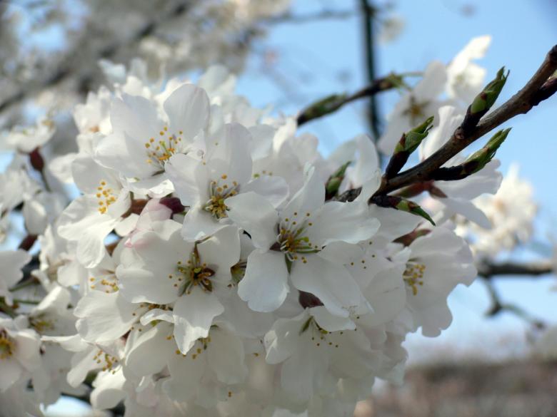 Free stock image of White cherry blossom flower created by Jeremy Low