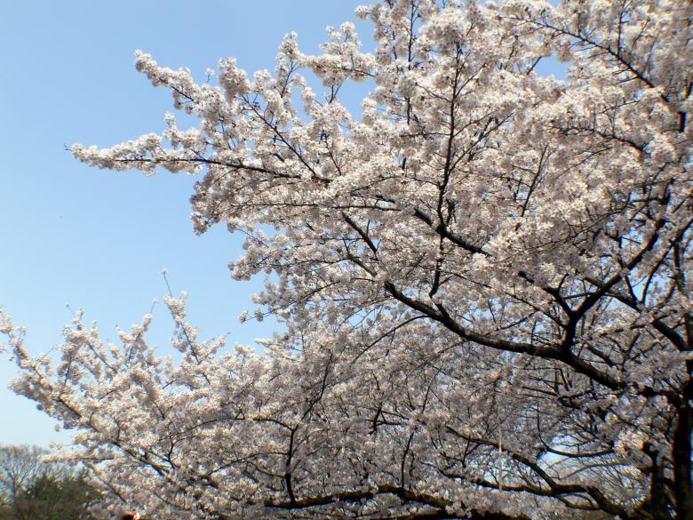 Free stock image of Cherry blossom trees created by Jeremy Low