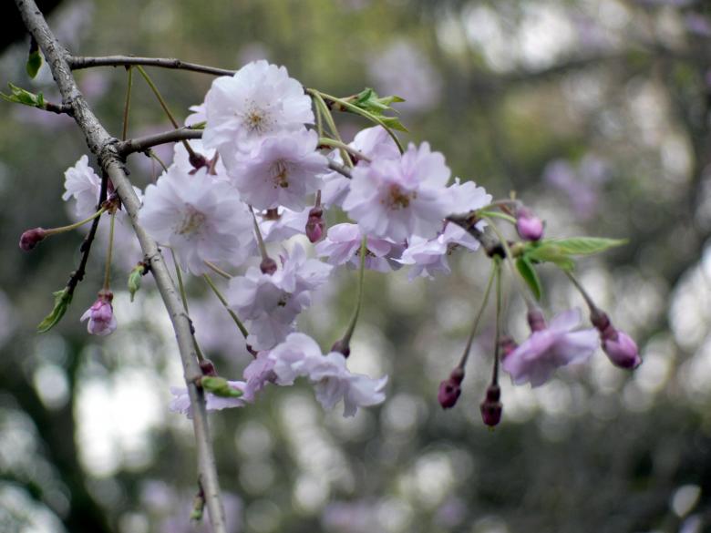 Free stock image of Pink cherry blossom flowers created by Jeremy Low