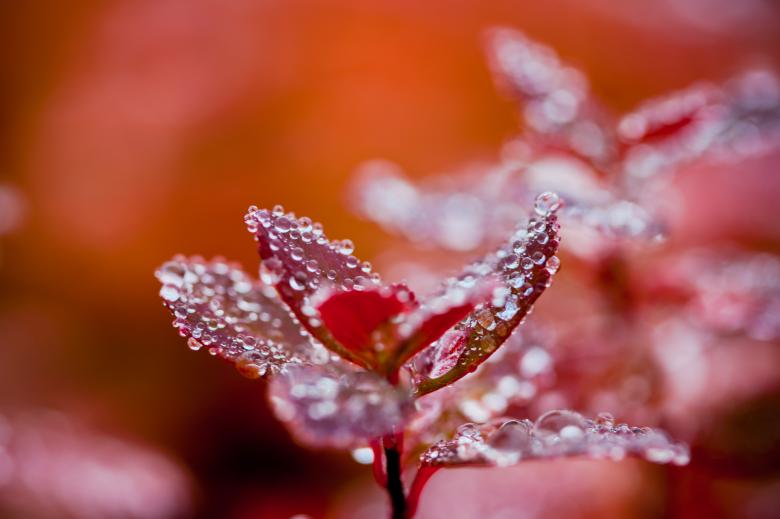 Free stock image of Autumn foliage in red created by Bjorgvin