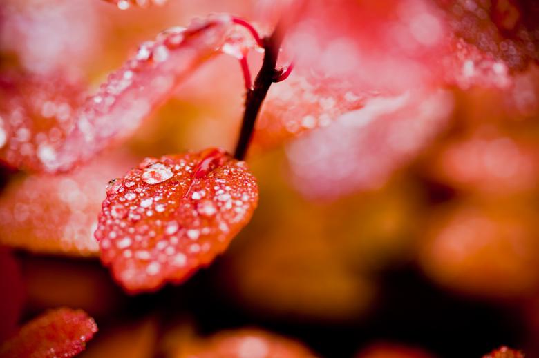 Free stock image of Red Leaves with Droplets created by Bjorgvin