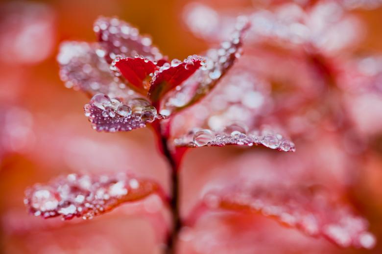 Free stock image of Droplets on Red Autumn Foliage created by Bjorgvin