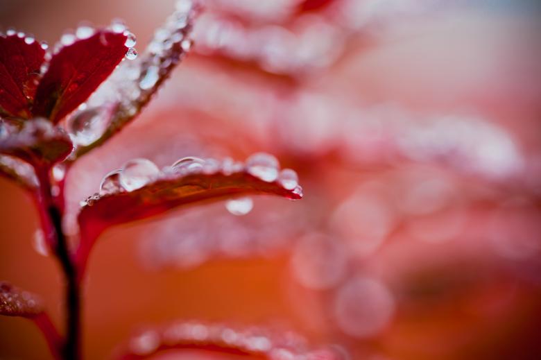 Free stock image of Wet Autumn Leaves created by Bjorgvin