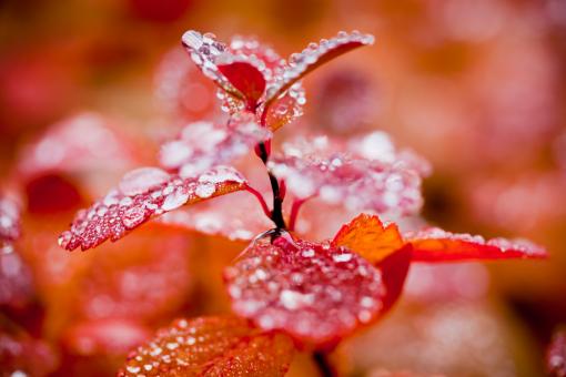 Free Stock Photo of Red Autumn Foliage and Droplets