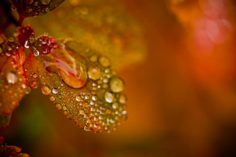 Free stock image of Autumn Foliage with Droplets created by Bjorgvin