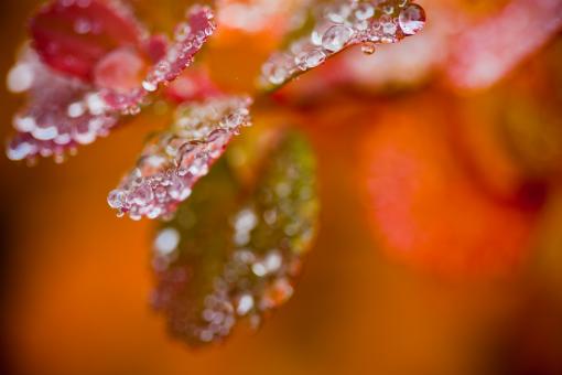 Free Stock Photo of Wet Autumn Foliage