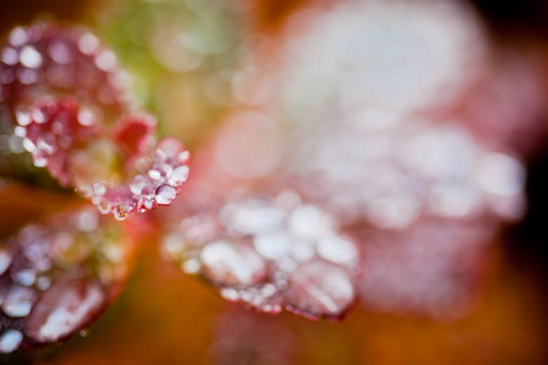 Free stock image of Wet Autumn created by Bjorgvin