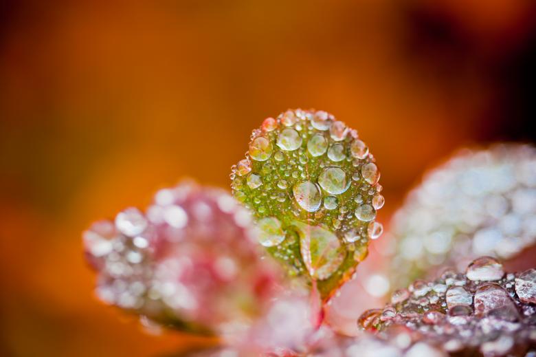 Free stock image of Autumn foliage - Droplets on Leaf created by Bjorgvin