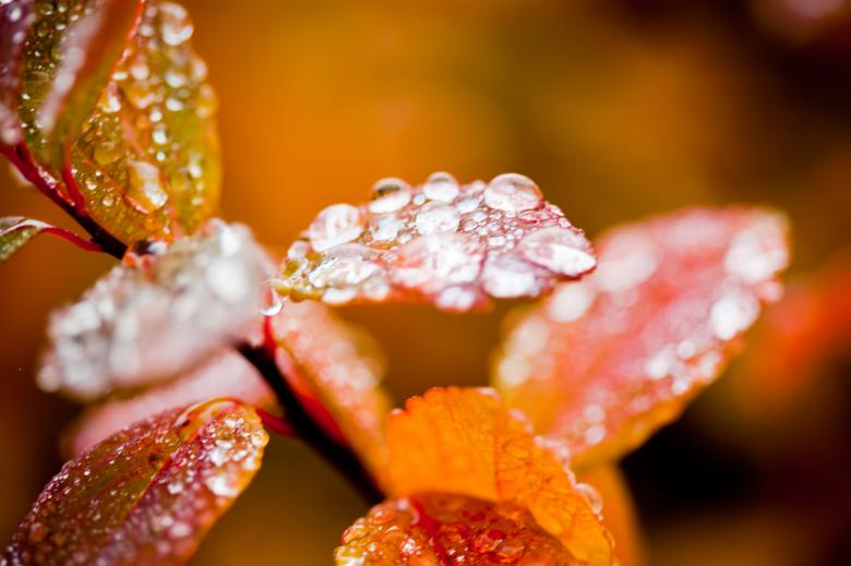 Free stock image of Droplets on Foliage in Autumn created by Bjorgvin