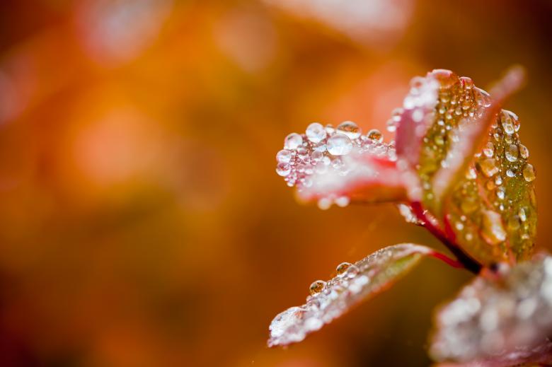 Free stock image of Autumn Foliage - Droplets and Bokeh created by Bjorgvin