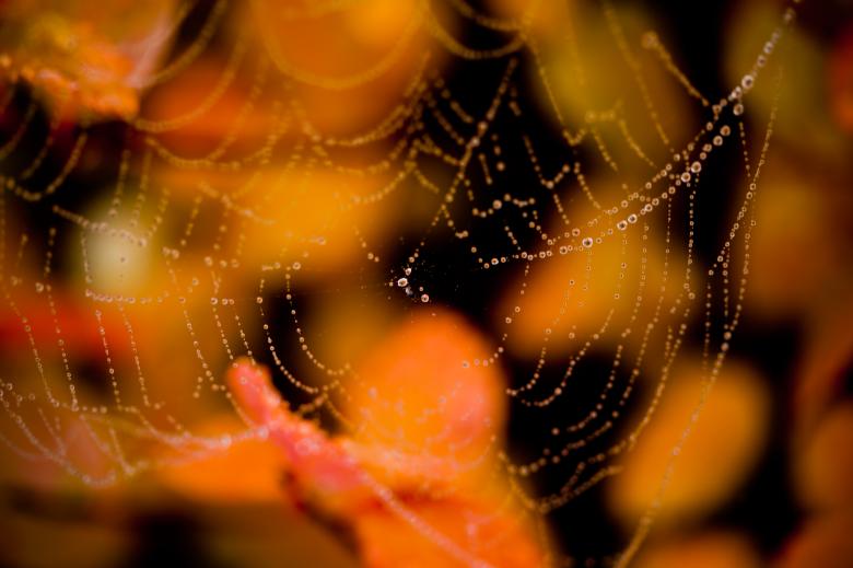 Free stock image of Wet spider web created by Bjorgvin