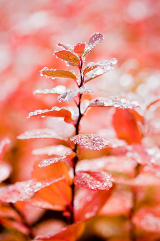 Free stock image of Wet Leaves in Autumn created by Bjorgvin