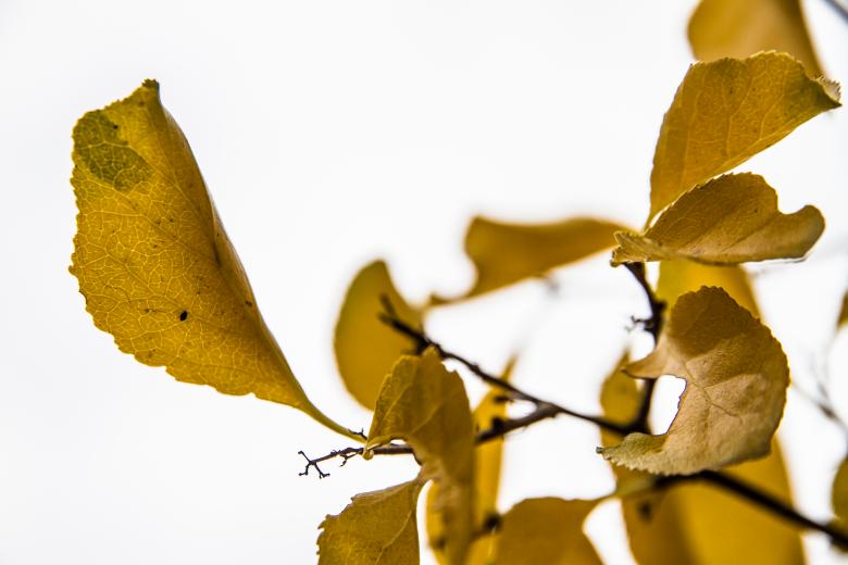 Free stock image of Autumn Leaves created by Pixel Cabinet