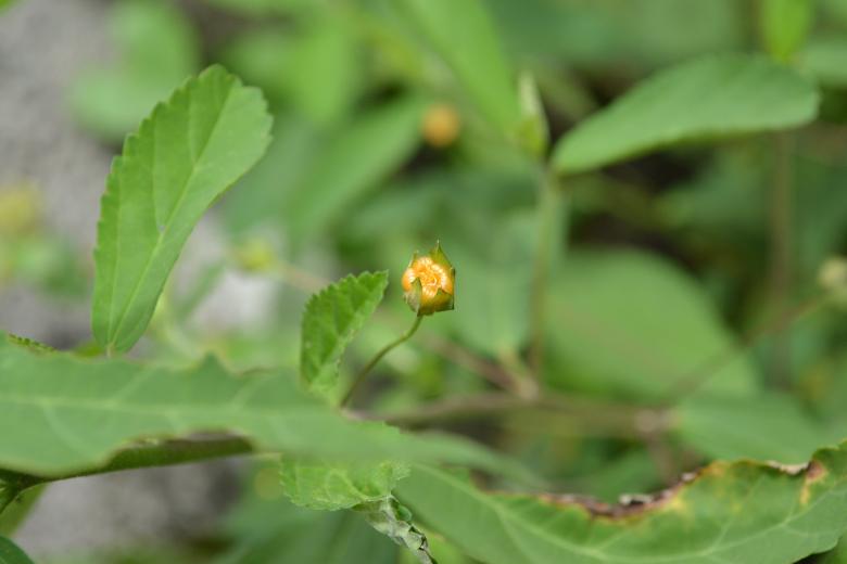 Free stock image of Tiny Yellow Flower created by Ryan Jhoe