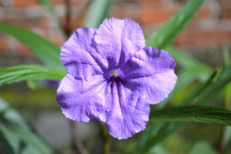 Free stock image of Purple Flower Close Up created by Ryan Jhoe