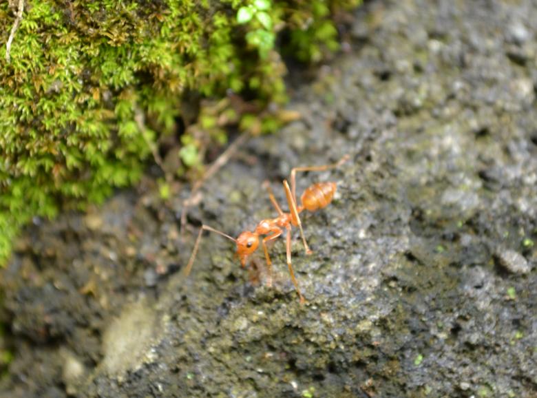 Free stock image of Ant walking on rock created by Ryan Jhoe