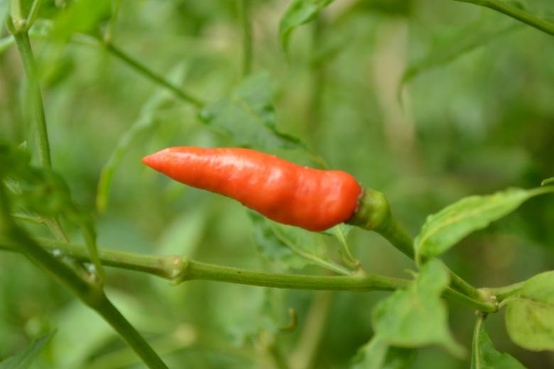 Free stock image of Red chili pepper created by Ryan Jhoe