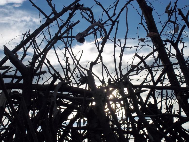 Free stock image of Sun and branches created by francesco scanagatta