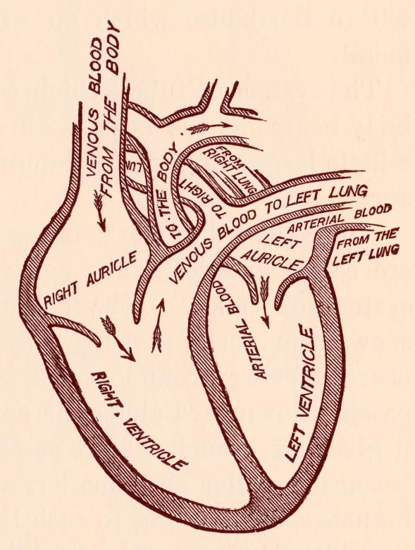 Free stock image of Human Heart Blood Circulation, Circa 191 created by Nicolas Raymond
