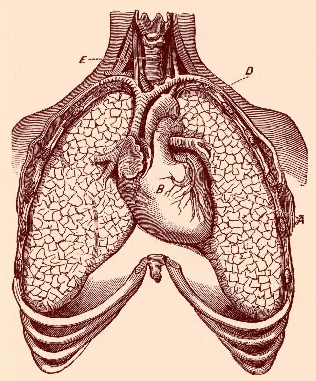 Free stock image of Human Heart & Lungs, Circa 1911 created by Nicolas Raymond