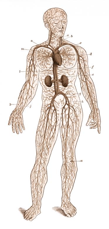 Free stock image of Human Blood Circulation, Circa 1911 created by Nicolas Raymond