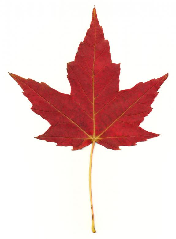 Free stock image of Red Maple Leaf created by Nicolas Raymond