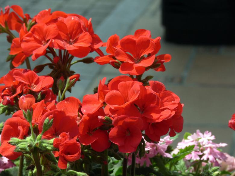 Free stock image of Red potted flowers closeup created by Jeremy Low