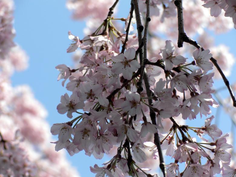 Free stock image of Pink white cherry blossom flowers created by Jeremy Low