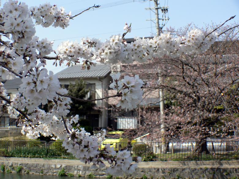 Free stock image of Pink white cherry blossom branch created by Jeremy Low