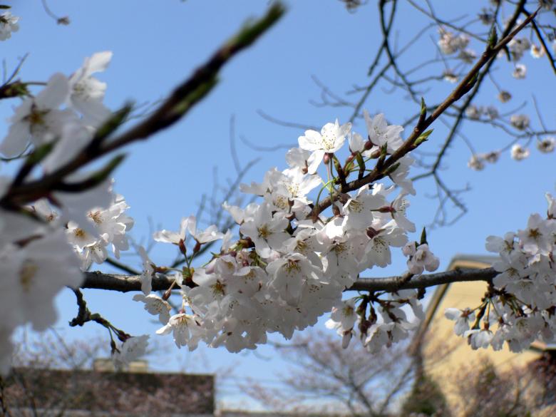 Free stock image of White cherry blossom flowers created by Jeremy Low