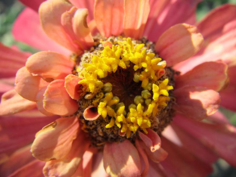 Free stock image of Pink flower created by Boris Kyurkchiev