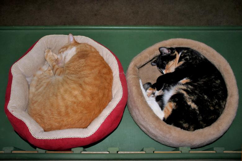 Free stock image of Napping Napping created by Sue Osborn