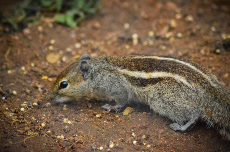 Free stock image of Squirrel created by Pugalenthi Iniabarathi