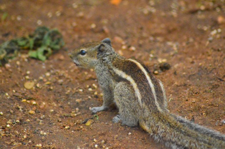 Free stock image of Squirrel created by Pugalenthi Iniabarathi