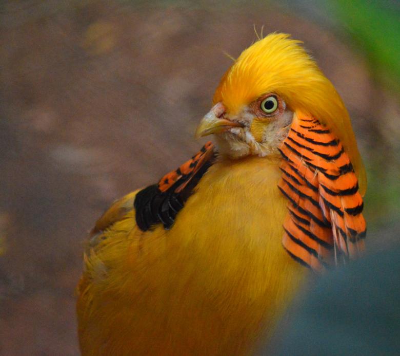 Free stock image of Golden Pheasant created by Pugalenthi Iniabarathi