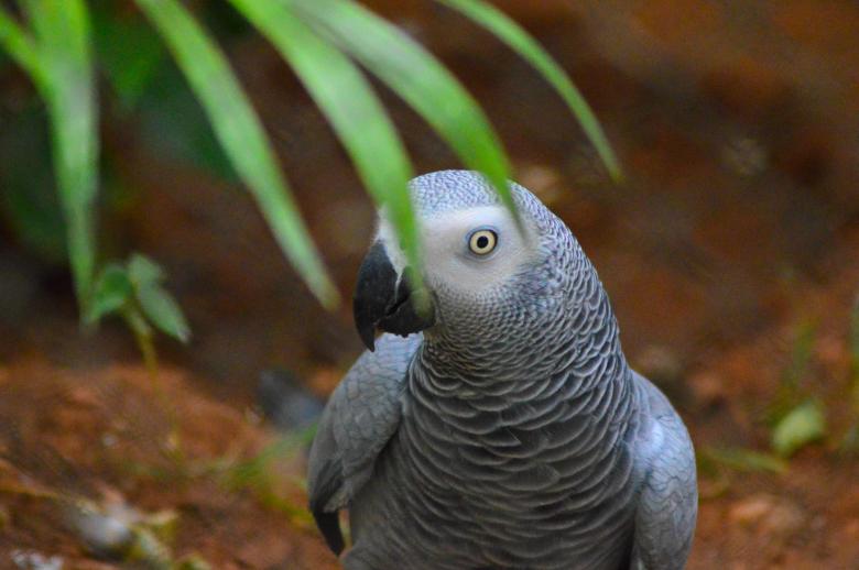 Free stock image of African Grey Parrot created by Pugalenthi Iniabarathi