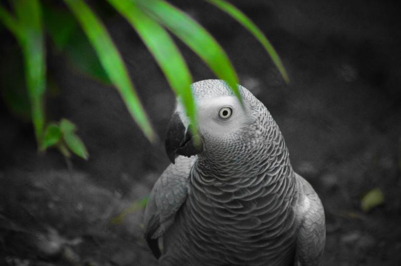 Free stock image of African Grey Parrot created by Pugalenthi Iniabarathi