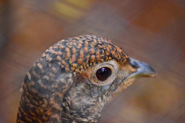 Free stock image of Bird created by Pugalenthi Iniabarathi