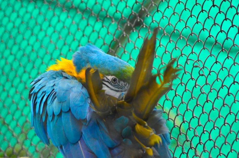 Free stock image of Blue Gold Macaw created by Pugalenthi Iniabarathi