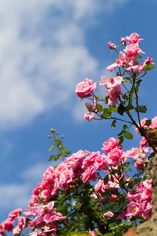Free stock image of Roses created by Geoffrey Whiteway
