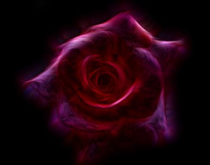 Scattered Pink Rose