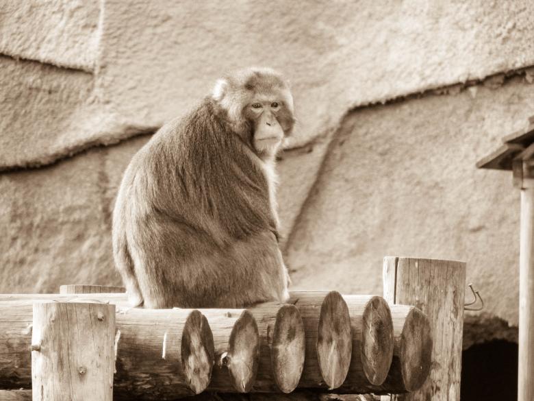 Free stock image of Russian Monkey created by Arthur
