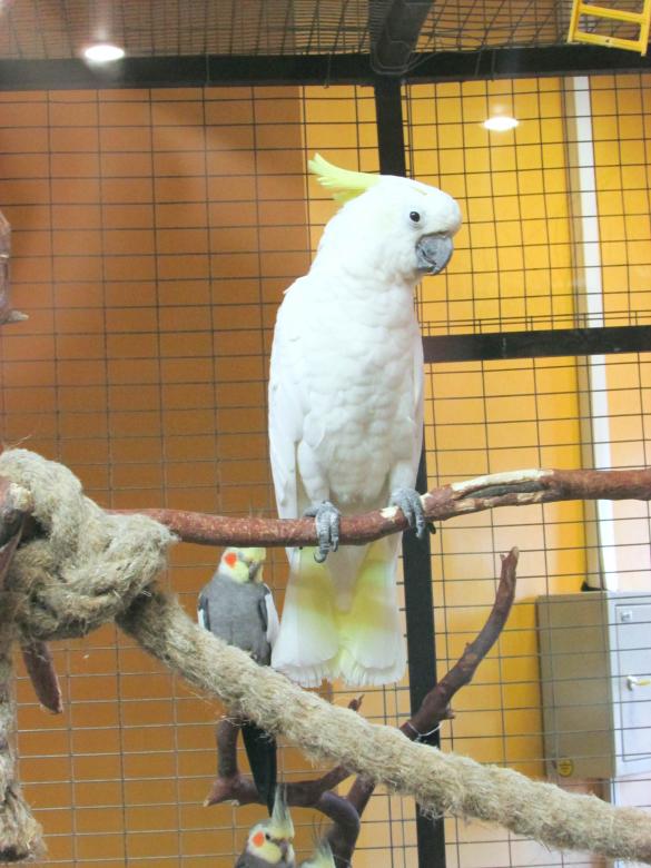 Free stock image of White Parrot created by Arthur