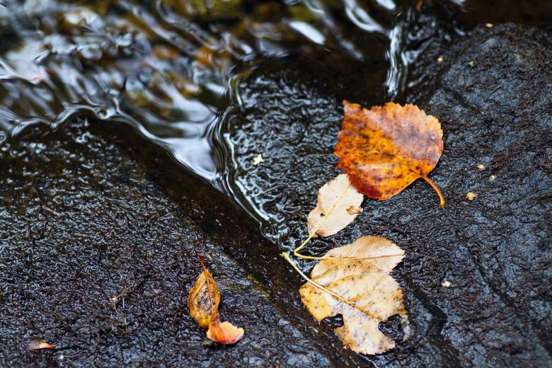 Free stock image of  Autumn Stream created by Geoffrey Whiteway