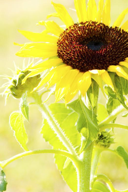 Free stock image of Sunflowers created by Val Lawless