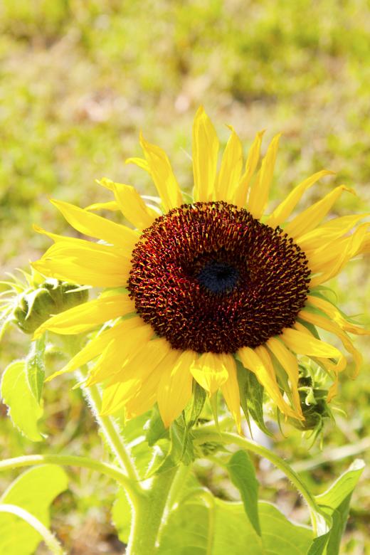 Free stock image of Sunflower created by Val Lawless