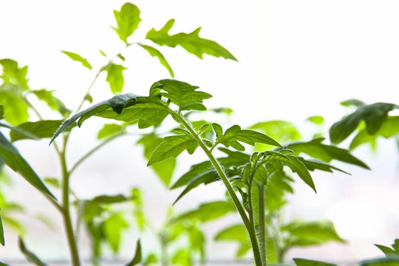 Free stock image of Plant created by 2happy